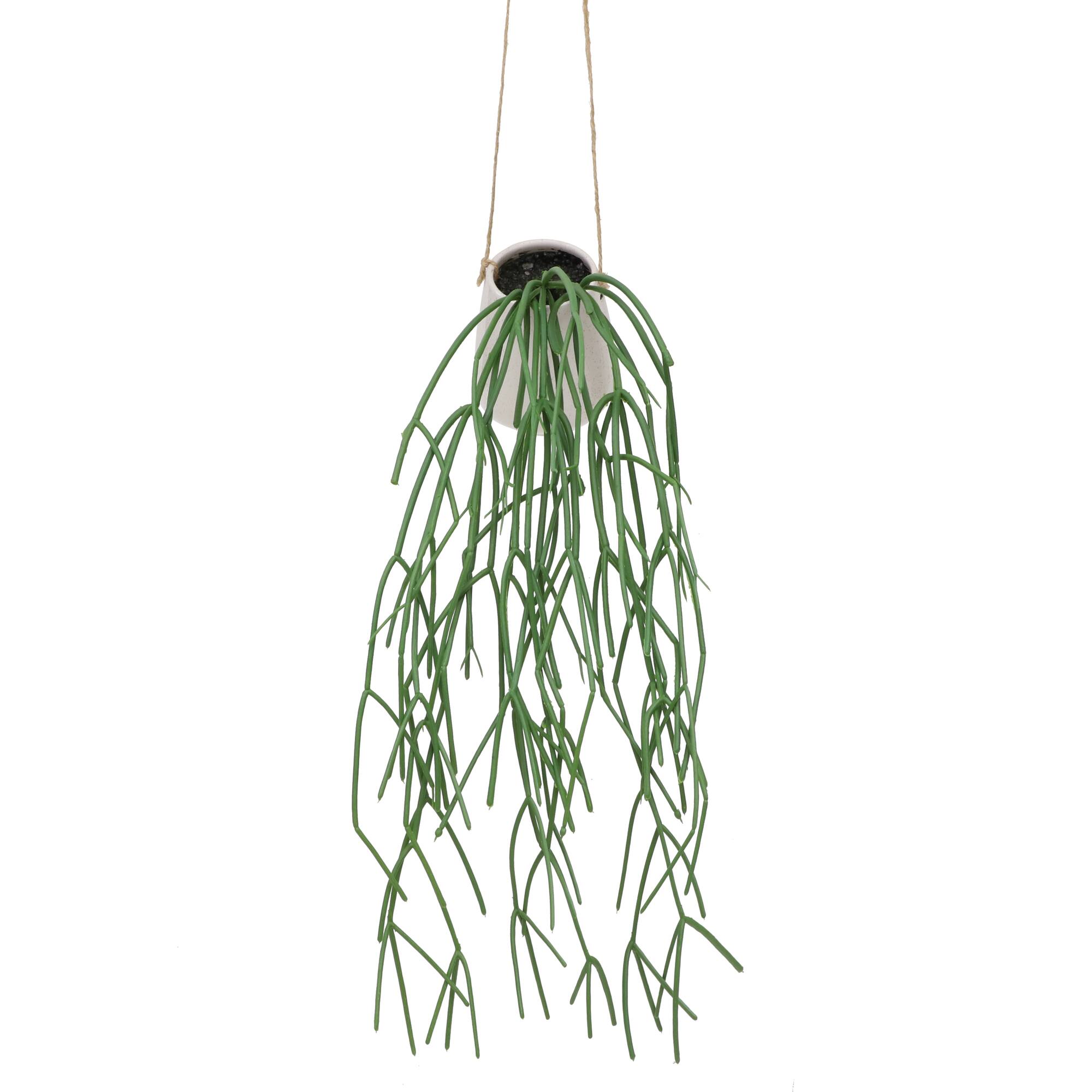 28" Hanging Mistletoe Cactus in White Ceramic Pot by Ashland®